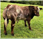 loyal-matricola-fr1939040796-categoria-limousine