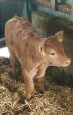 limbo-ben-matricola-fr3615366906-categoria-limousine