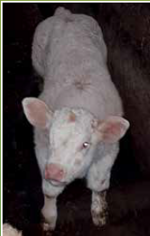 scardaune-mark-matricola-ie271886750379-categoria-charolais