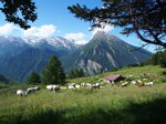 new-razza-piemontese-categoria-piemontese