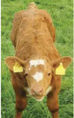 scardaune-mark-matricola-ie271886750379-categoria-charolais