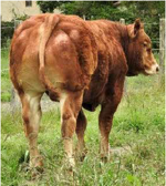 record-matricola-fr8734940920-categoria-limousine