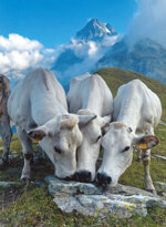 new-razza-piemontese-categoria-piemontese