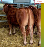 ragtime-pp-matricola-fr8702670709-categoria-limousine