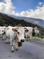 new-razza-piemontese-categoria-piemontese