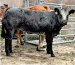 limbo-ben-matricola-fr3615366906-categoria-limousine