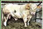 scardaune-mark-matricola-ie271886750379-categoria-charolais