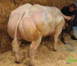 valeureux-de-la-petite-justice-matricola-be462440679-categoria-belgian-blue