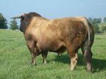 duches-matricola-fr1208017159-categoria-aubrac