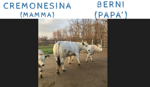 embrione-berni-per-cremonesina