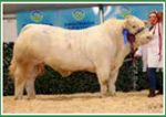 scardaune-mark-matricola-ie271886750379-categoria-charolais