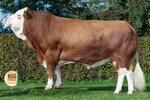 manolo-pp-matricola-de-09-48496774-categoria-fleckvieh