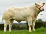 rathlyon-paulo-matricola-372214808490397-categoria-belgian-blue