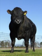 akiko-matricola-nl-000480758224-categoria-wagyu