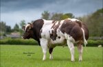 ballyart-reward-matricola-372218678030348-categoria-belgian-blue