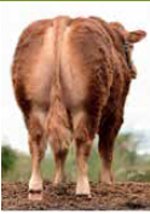 loyal-matricola-fr1939040796-categoria-limousine