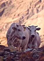 new-razza-piemontese-categoria-piemontese