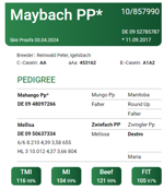 mayback-pp-matricola-de-0952785787-categoria-fleckvieh