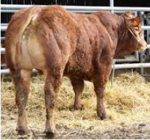 limbo-ben-matricola-fr3615366906-categoria-limousine