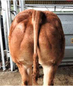 record-matricola-fr8734940920-categoria-limousine