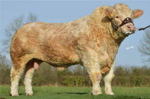 scardaune-mark-matricola-ie271886750379-categoria-charolais