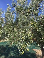 olio-evo-100-italiano-biologico-bottiglia-in-vetro