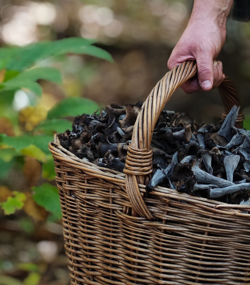 Scopri i sapori autentici delle montagne dell'Oltrepo