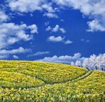 rapsodia-di-primavera-spring-rapsody