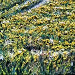 rapsodia-di-primavera-spring-rapsody