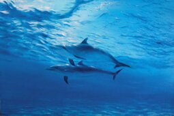 14aecf50-f1ae-4ae3-885c-fcafdbb83077