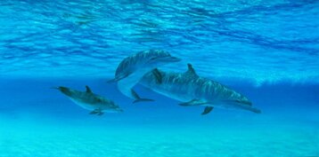 a20d55dd-5e41-4a42-a388-6c1f87c3be78