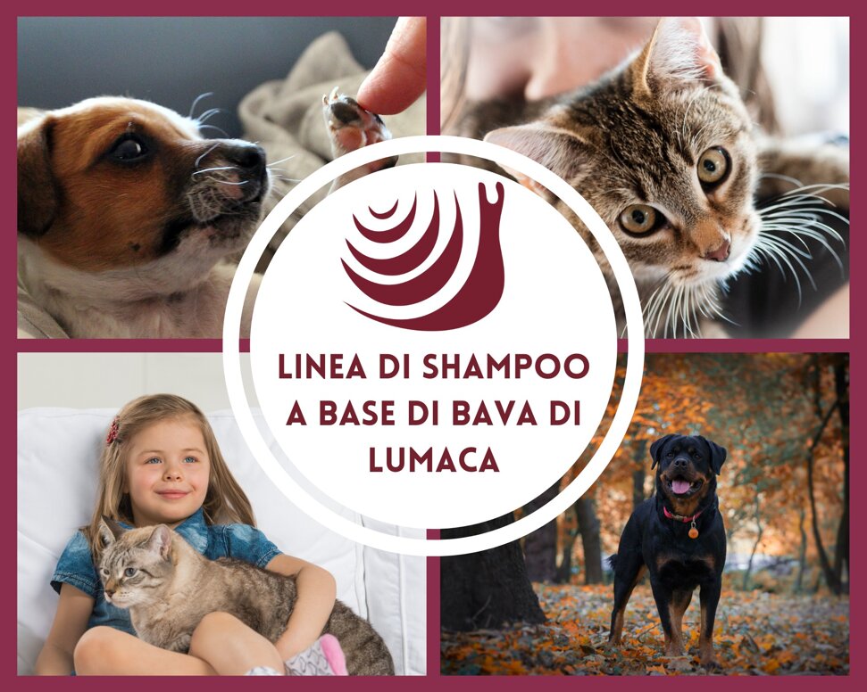 linea shampoo.jpeg