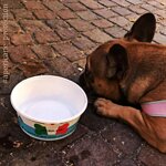 apericane-kit-base-art-600086-cogli-l-offerta