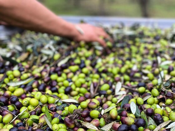 51c8c702-e575-4407-940d-2d918b87edff 51c8c702-e575-4407-940d-2d918b87edff