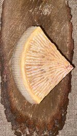 pecorino-lucano-stagionato