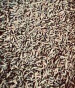 semi-di-finocchio-selvatico