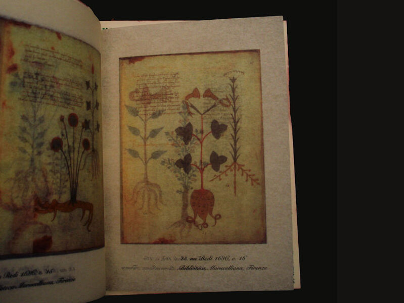 All?interno dell?erbario vi sono tavole della biblioteca Laurenziana e Marucelliana tra cui quella d