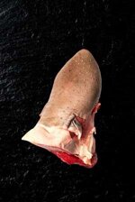 lingua-di-bovino-adulto-piemontese