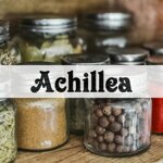 achillea