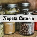 nepeta-cataria
