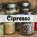 cipresso
