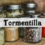 tormentilla
