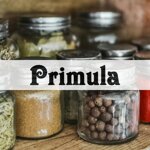 primula