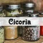 cicoria