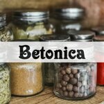 betonica