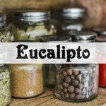 eucalipto