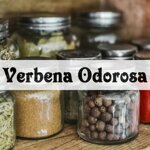 verbena-odorosa