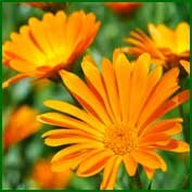 CALENDULA