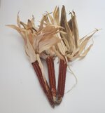 mais-antico-ottofile-bianco-giallo-arancione-rosso-busta-da-100-semi