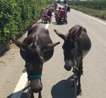 amico-speciale-di-un-asinello